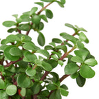 Succulent Elephant Bush