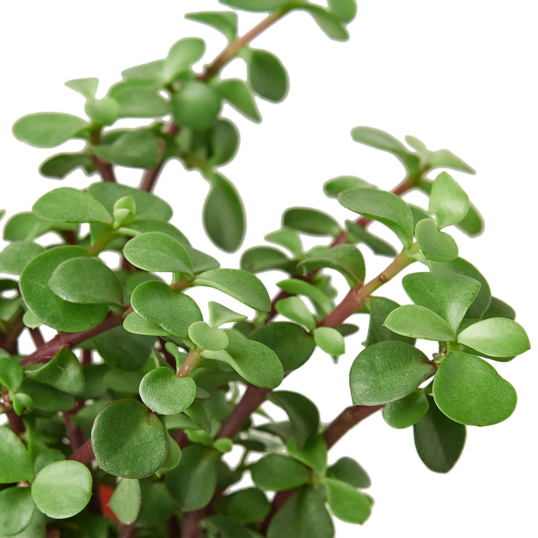 Succulent Elephant Bush