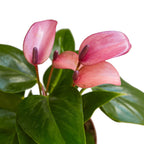 Anthurium Purple