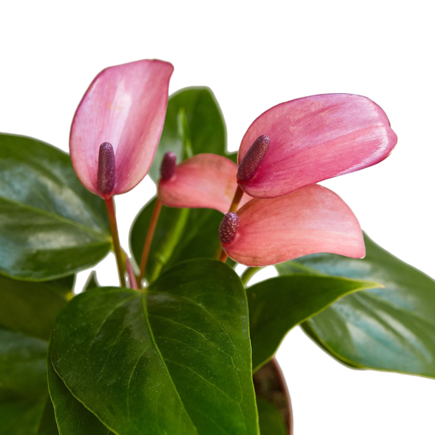Anthurium Purple