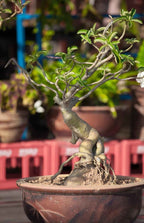 Adenium Obesum 'Desert Rose' Seeds