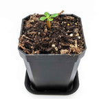 Adenium Obesum 'Desert Rose' Seeds