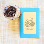 African Violet Seeds