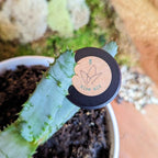 Aloe Mix Seeds