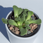 Aloinopsis Seed Mix