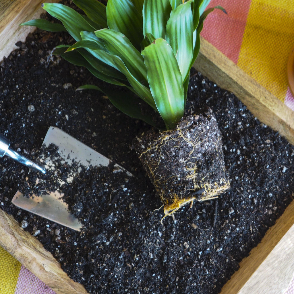 Indoor Plant Potting Soil Puck