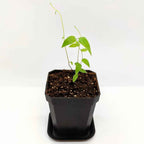 Asparagus Asparagoides Smilax 'Bridal Creeper' Seeds