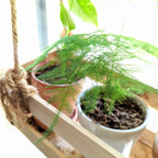 Asparagus Plumosus Nana 'Lace Fern' Seeds