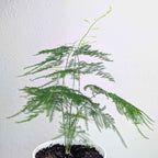 Asparagus Plumosus Nana 'Lace Fern' Seeds