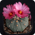 Astrophytum Mix "Star Cactus" Seeds
