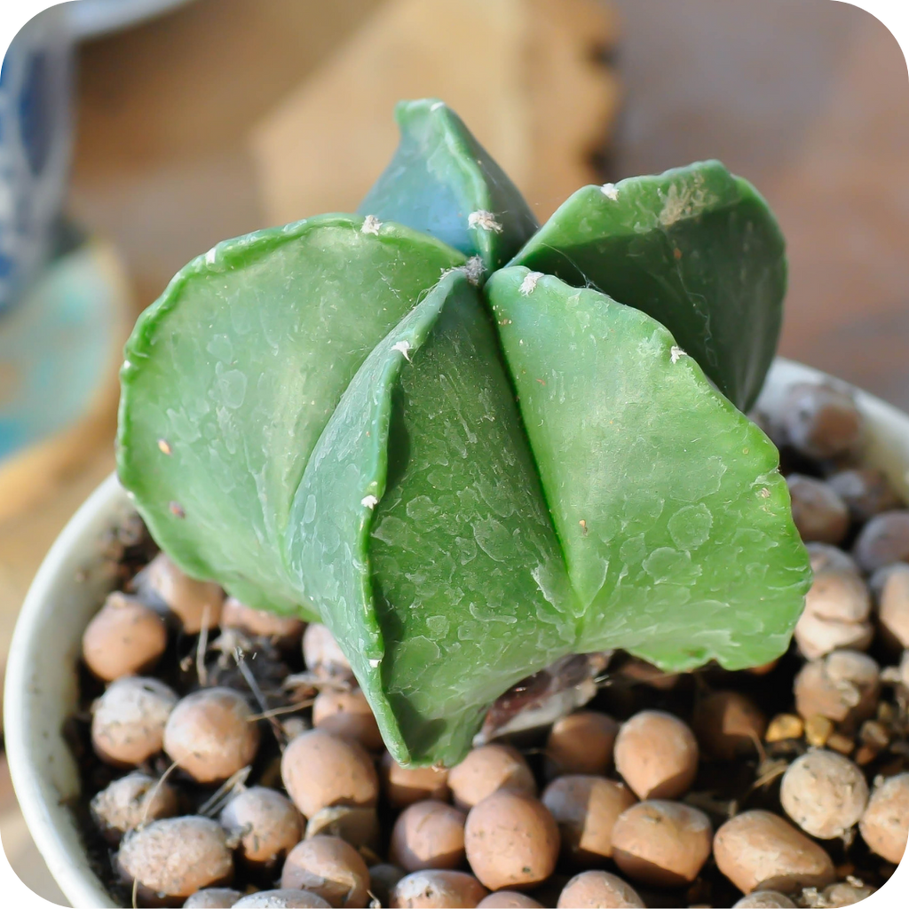 Astrophytum Mix "Star Cactus" Seeds