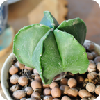 Astrophytum Mix "Star Cactus" Seeds