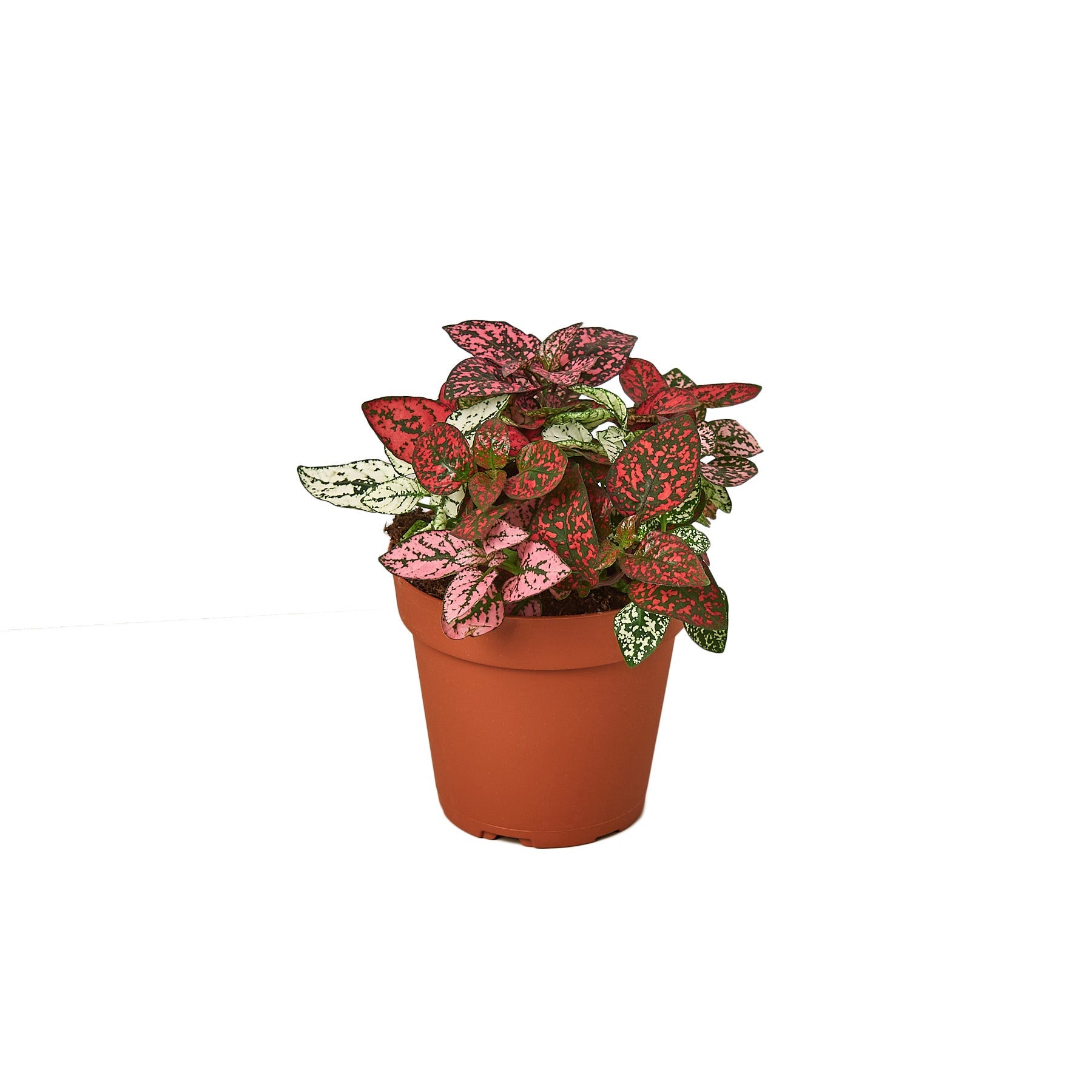 Hypoestes Polka Dot