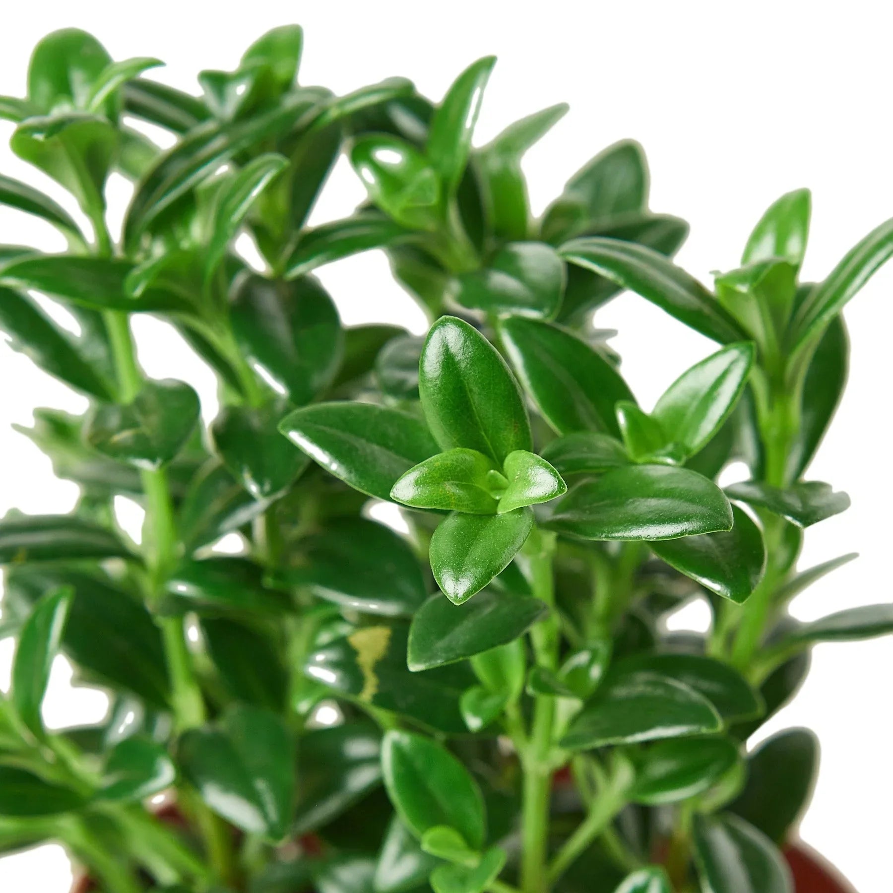 Nemetanthus Candy Corn Plant Brazilian Firecracker