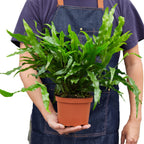Fern Kangaroo Paw