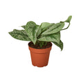 Pothos Silver Splash