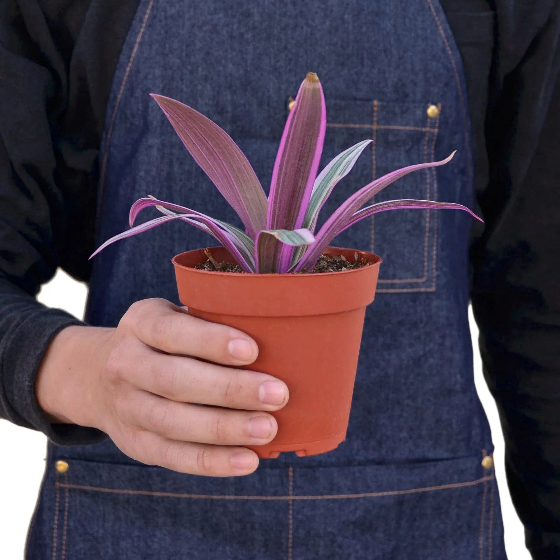 Oyster Plant Moses In The Cradle