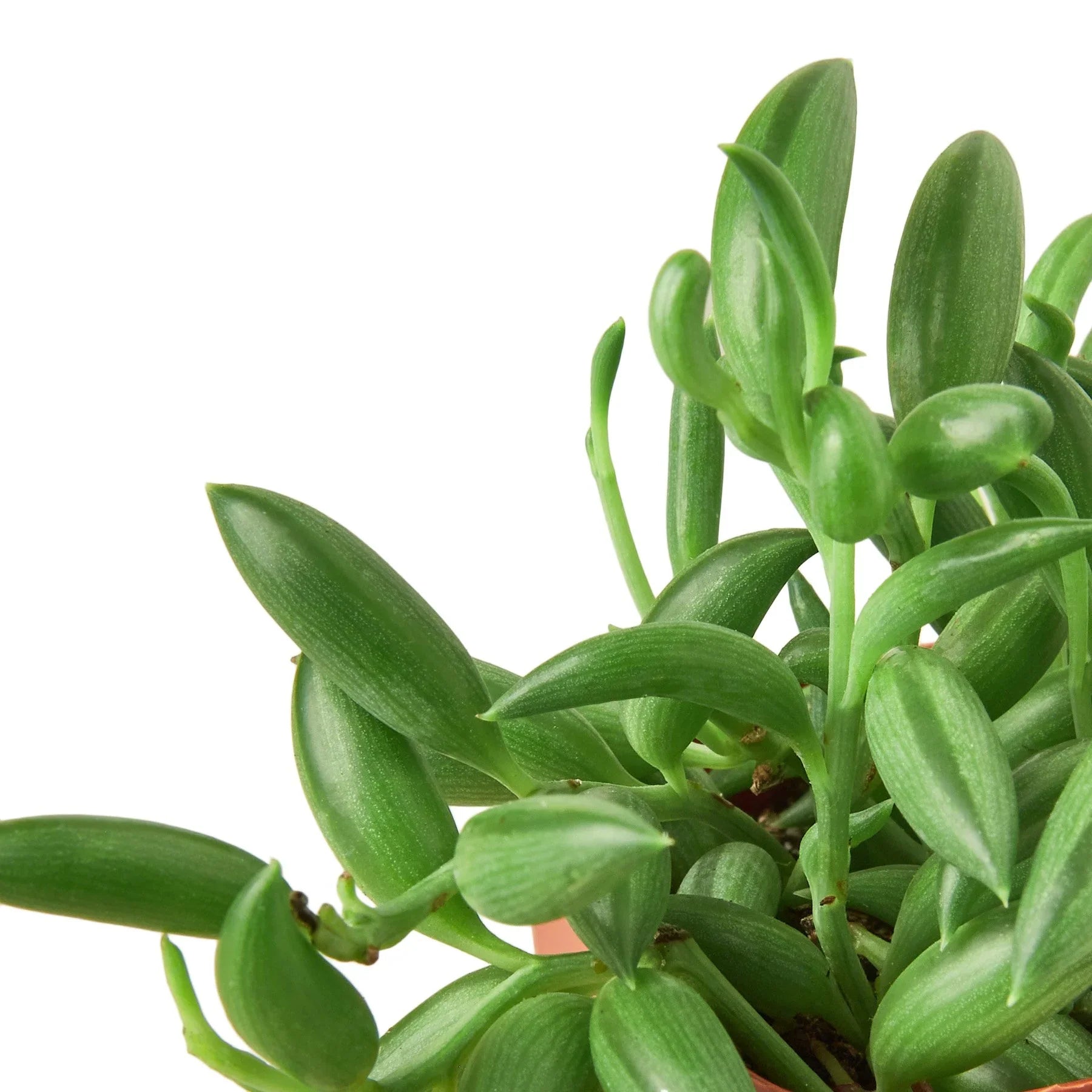 Succulent String Of Bananas