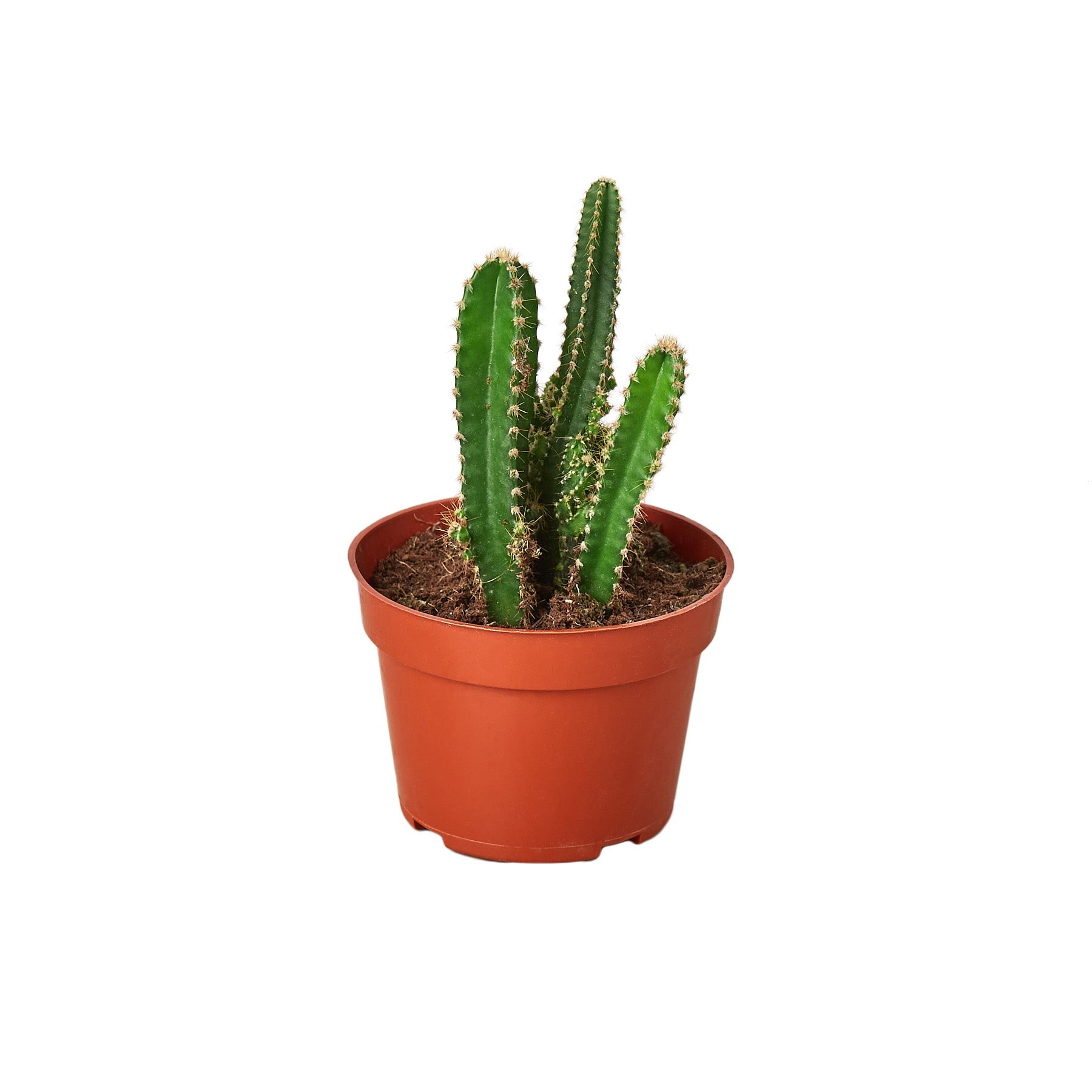 Fairy Castle Cactus 1