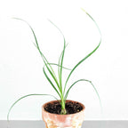 Beaucarnea Recurvata 'Ponytail Palm' Seeds