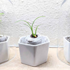 Beaucarnea Recurvata 'Ponytail Palm' Seeds
