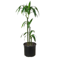 Dracaena Elegance 10 Pot