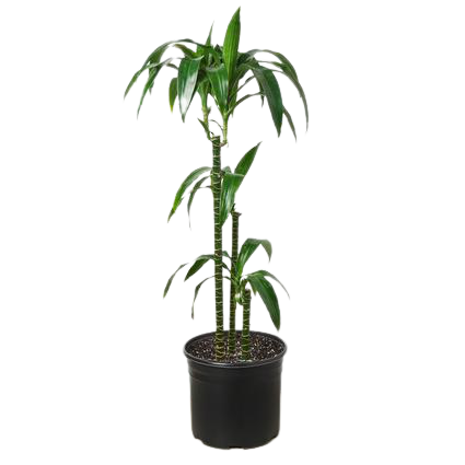 Dracaena Elegance 10 Pot