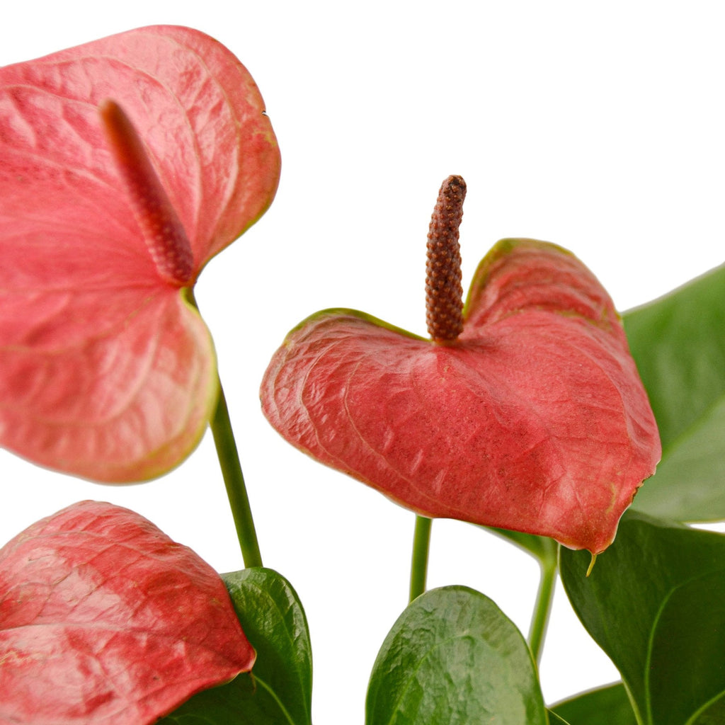 Anthurium Pink