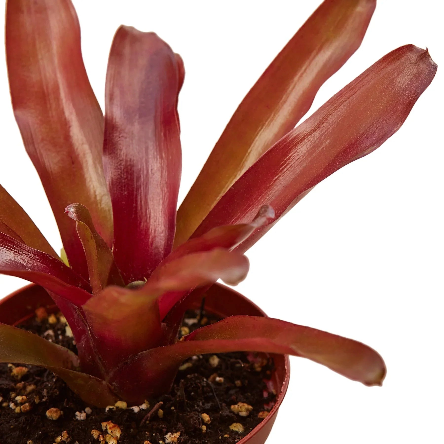 Bromeliad Fireball