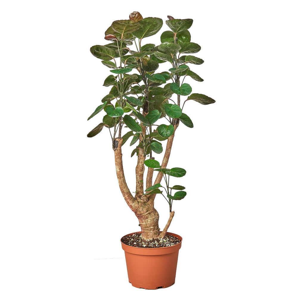 Aralia Fabian Stump Polyscias Scutellaria