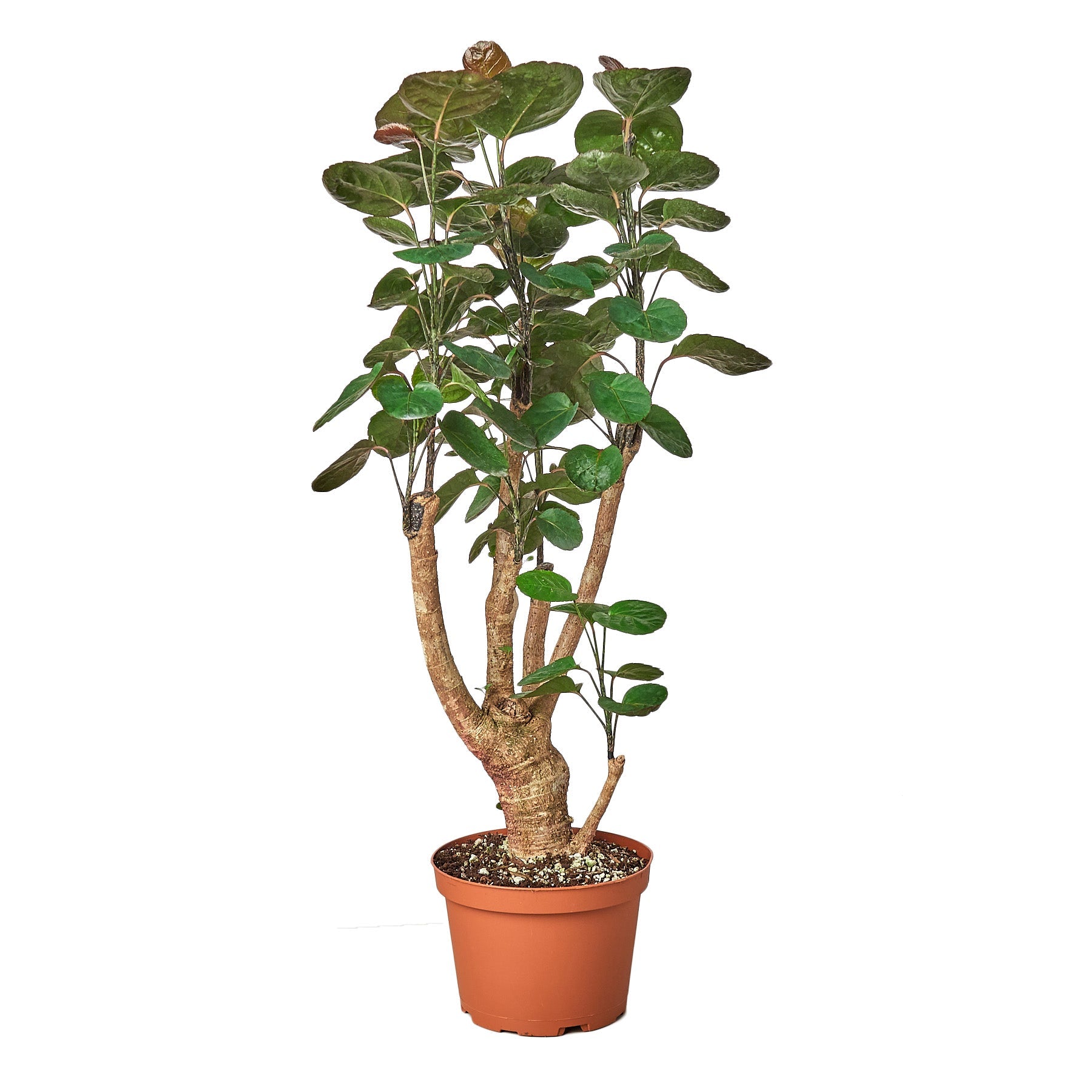 Aralia Fabian Stump Polyscias Scutellaria