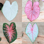 Caladium Mix Bulbs