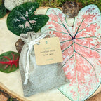 Caladium Mix Bulbs