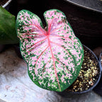 Caladium Mix Bulbs