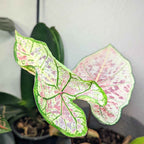 Caladium Mix Bulbs