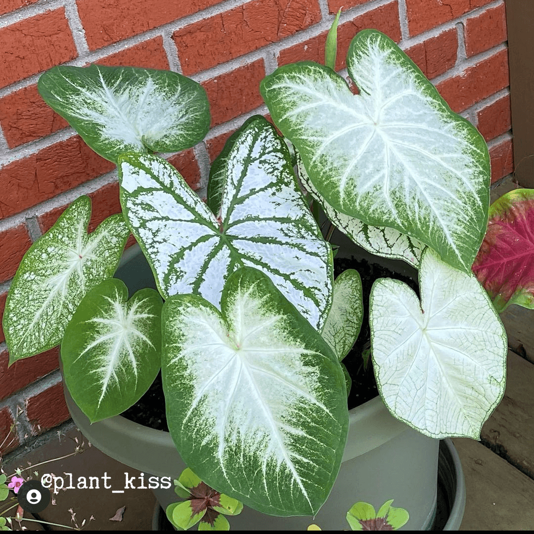 Caladium Mix Bulbs