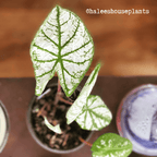 Caladium Mix Bulbs