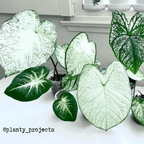 Caladium Mix Bulbs