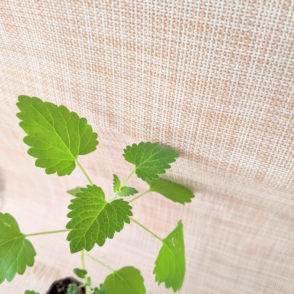 Catnip Seeds