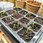Chlorophytum Amaniense 'Fire Flash' Seeds