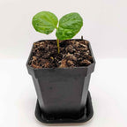 Coffea 'Coffee Plant' Seeds