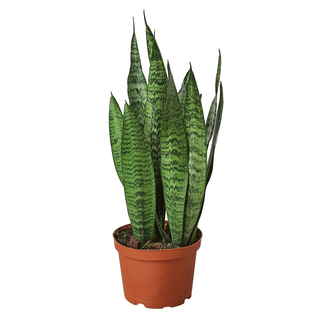 Snake Plant Zeylanica