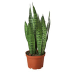 Snake Plant Zeylanica