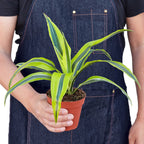 Dracaena Deremensis Lemon Lime