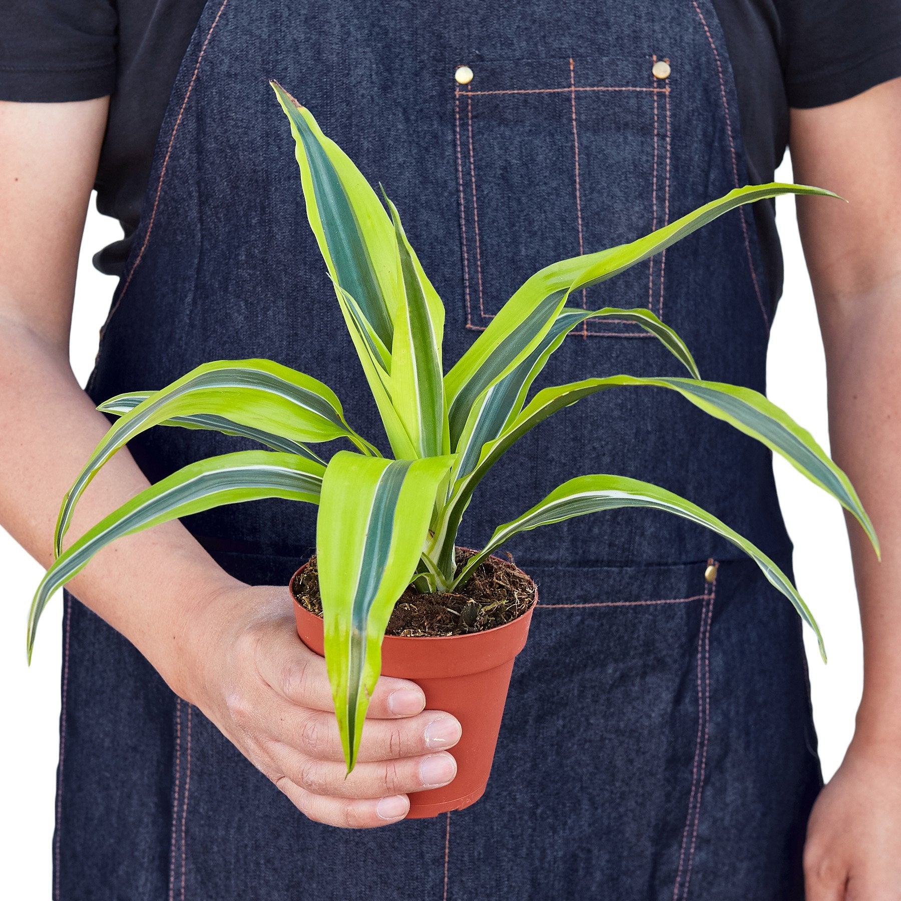 Dracaena Deremensis Lemon Lime