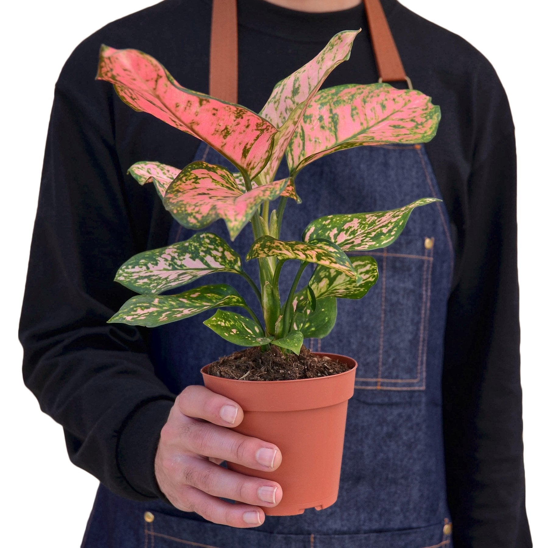 Chinese Evergreen Lady Valentine