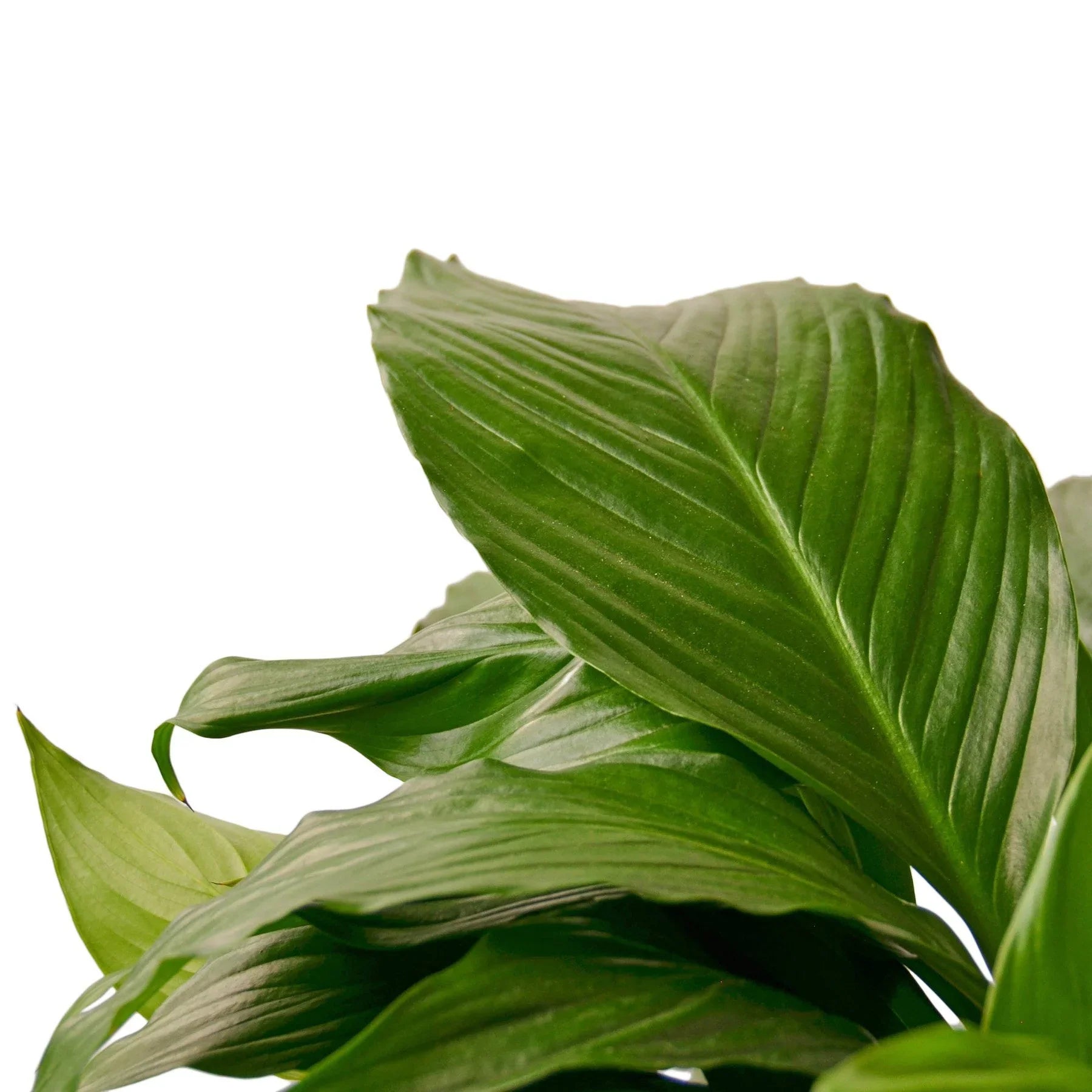 Spathiphyllum Peace Lily