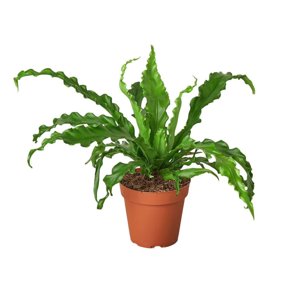 Bird S Nest Victoria Fern