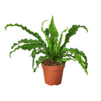 Bird S Nest Victoria Fern