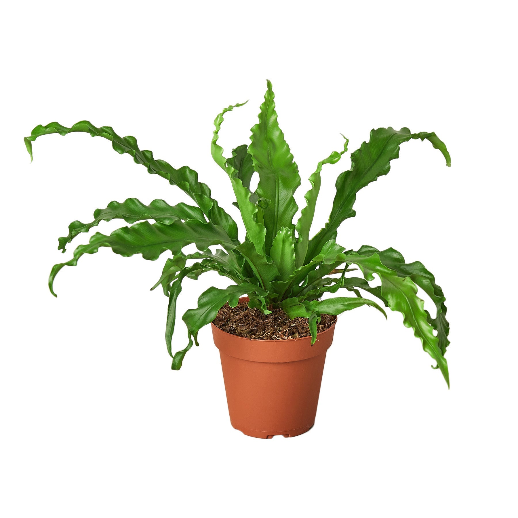 Bird S Nest Victoria Fern